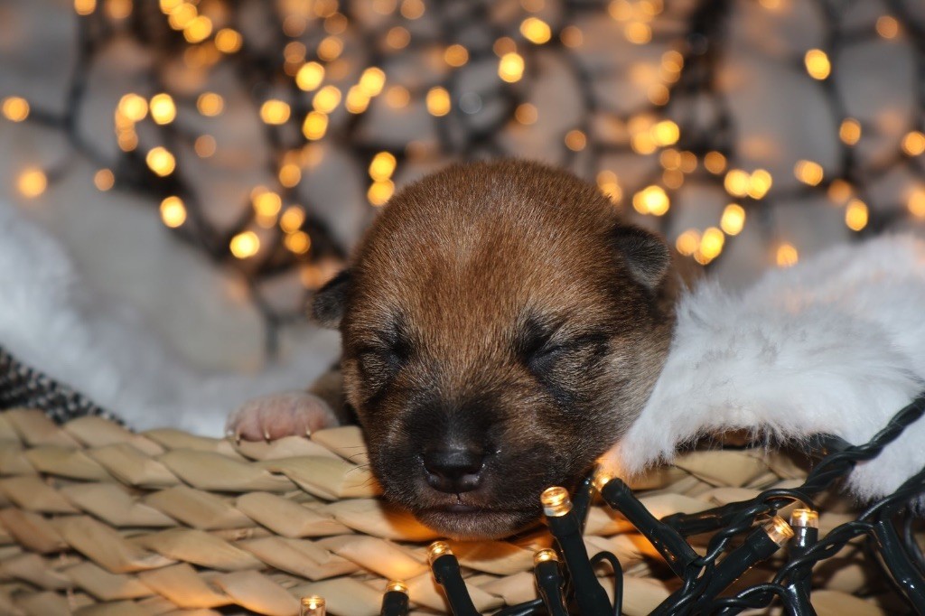 du Crépuscule des Petits Anges - Chiot disponible  - Shiba