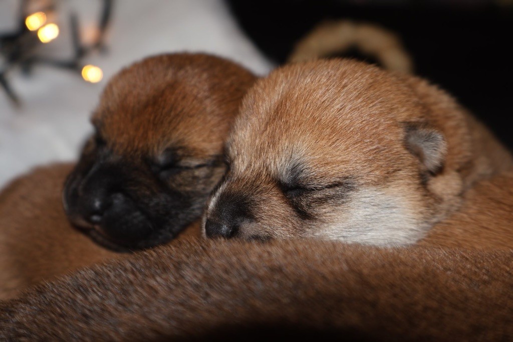 du Crépuscule des Petits Anges - Chiot disponible  - Shiba