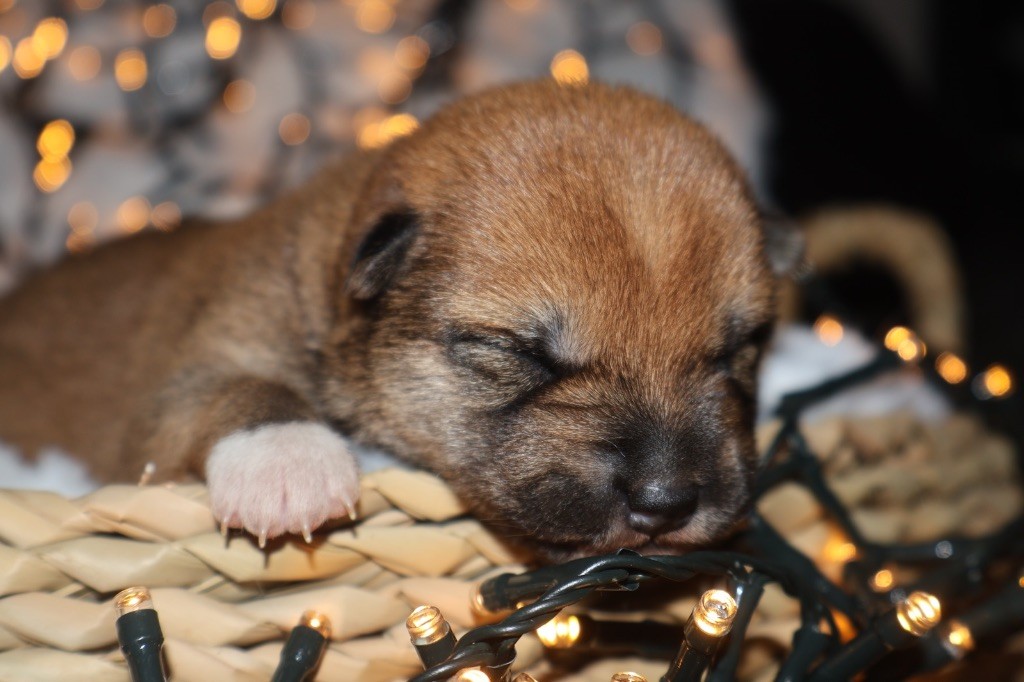 du Crépuscule des Petits Anges - Chiot disponible  - Shiba