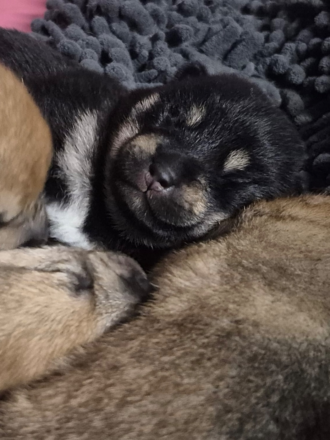 du Crépuscule des Petits Anges - Chiots disponibles - Shiba