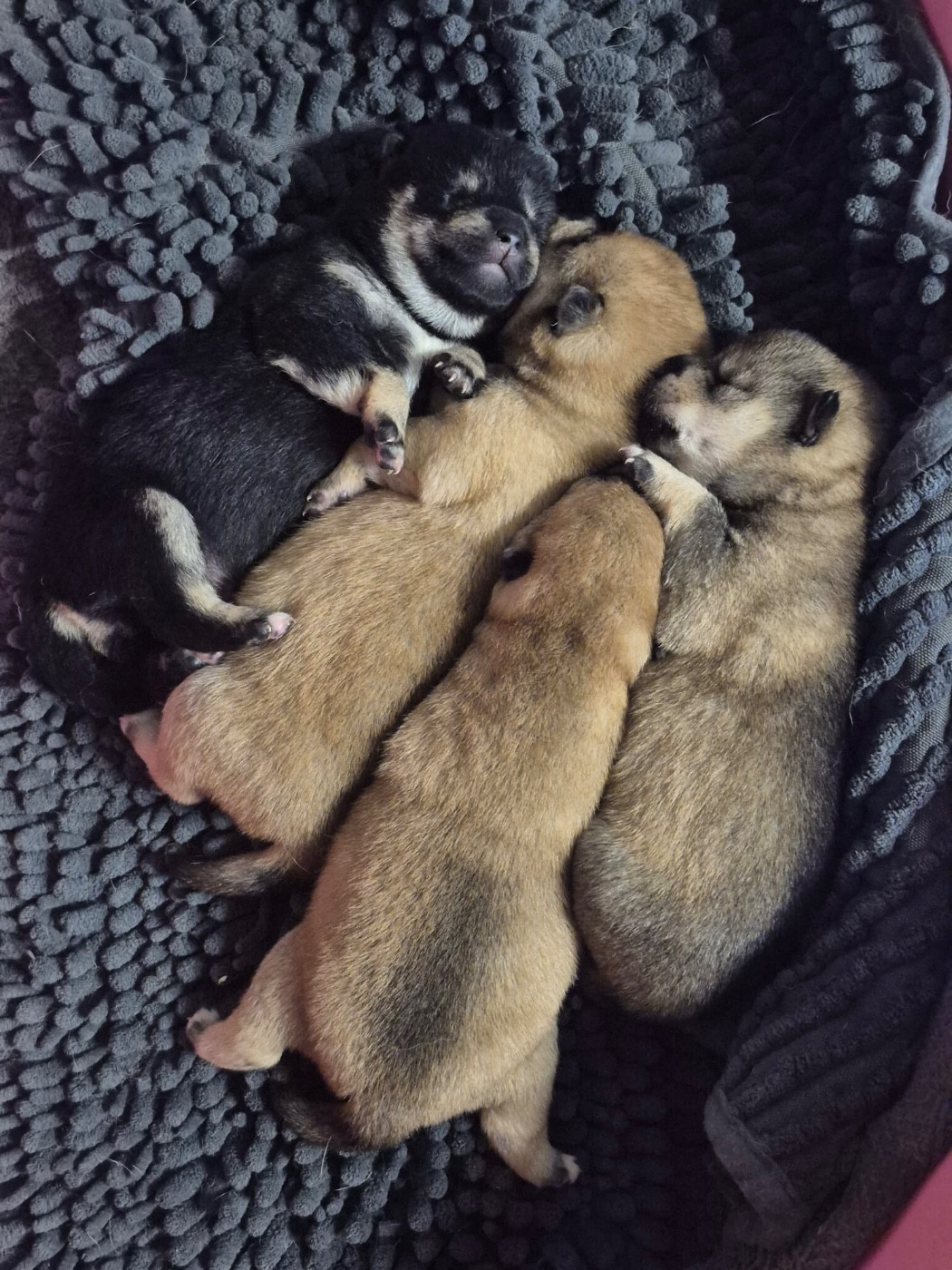 du Crépuscule des Petits Anges - Chiots disponibles - Shiba