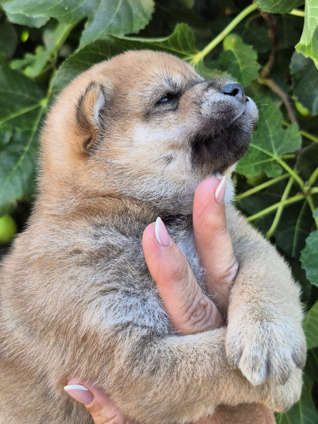du Crépuscule des Petits Anges - Chiots disponibles - Shiba