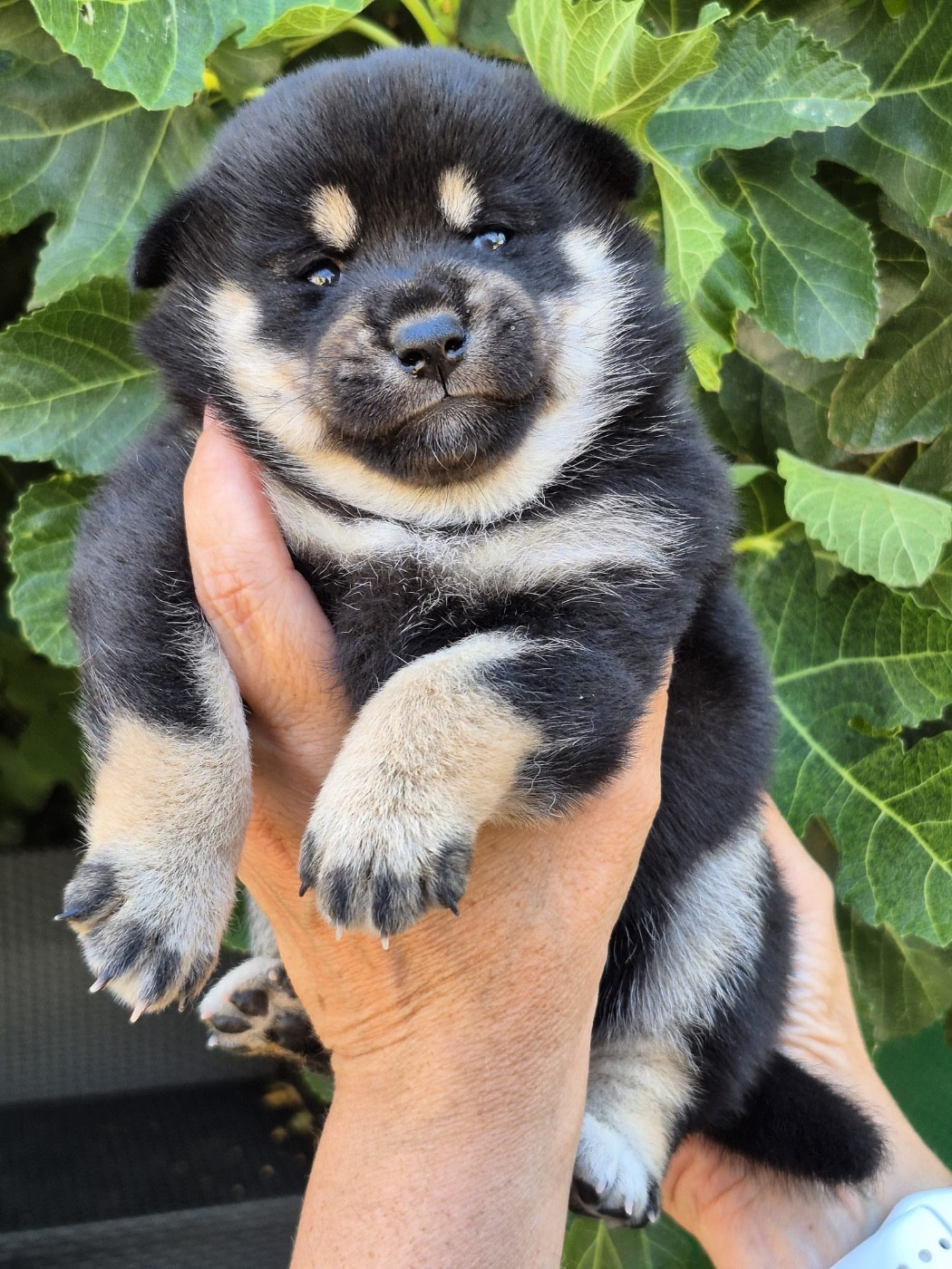du Crépuscule des Petits Anges - Chiots disponibles - Shiba