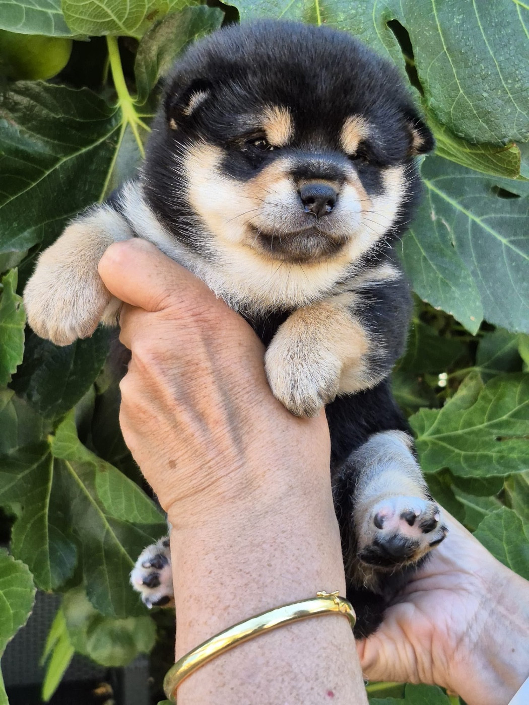 du Crépuscule des Petits Anges - Chiots disponibles - Shiba