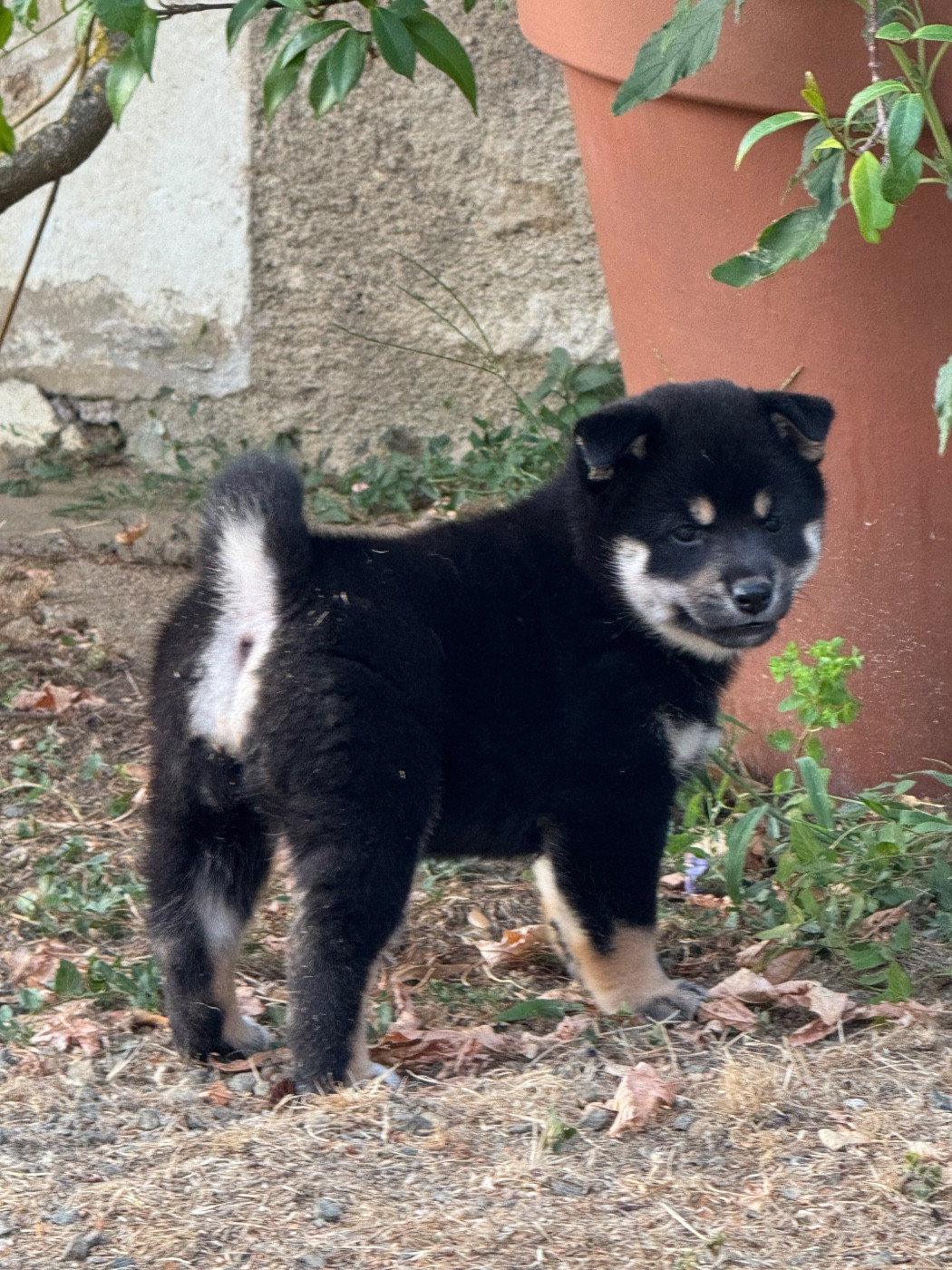 du Crépuscule des Petits Anges - Chiots disponibles - Shiba