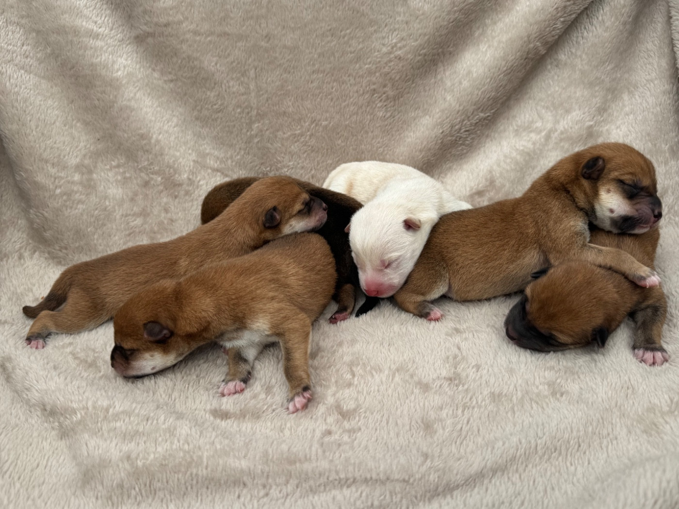Chiot Shiba du Crépuscule des Petits Anges