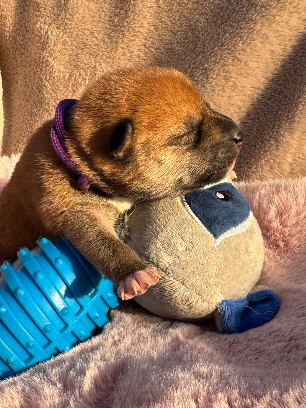 du Crépuscule des Petits Anges - Chiots disponibles - Shiba