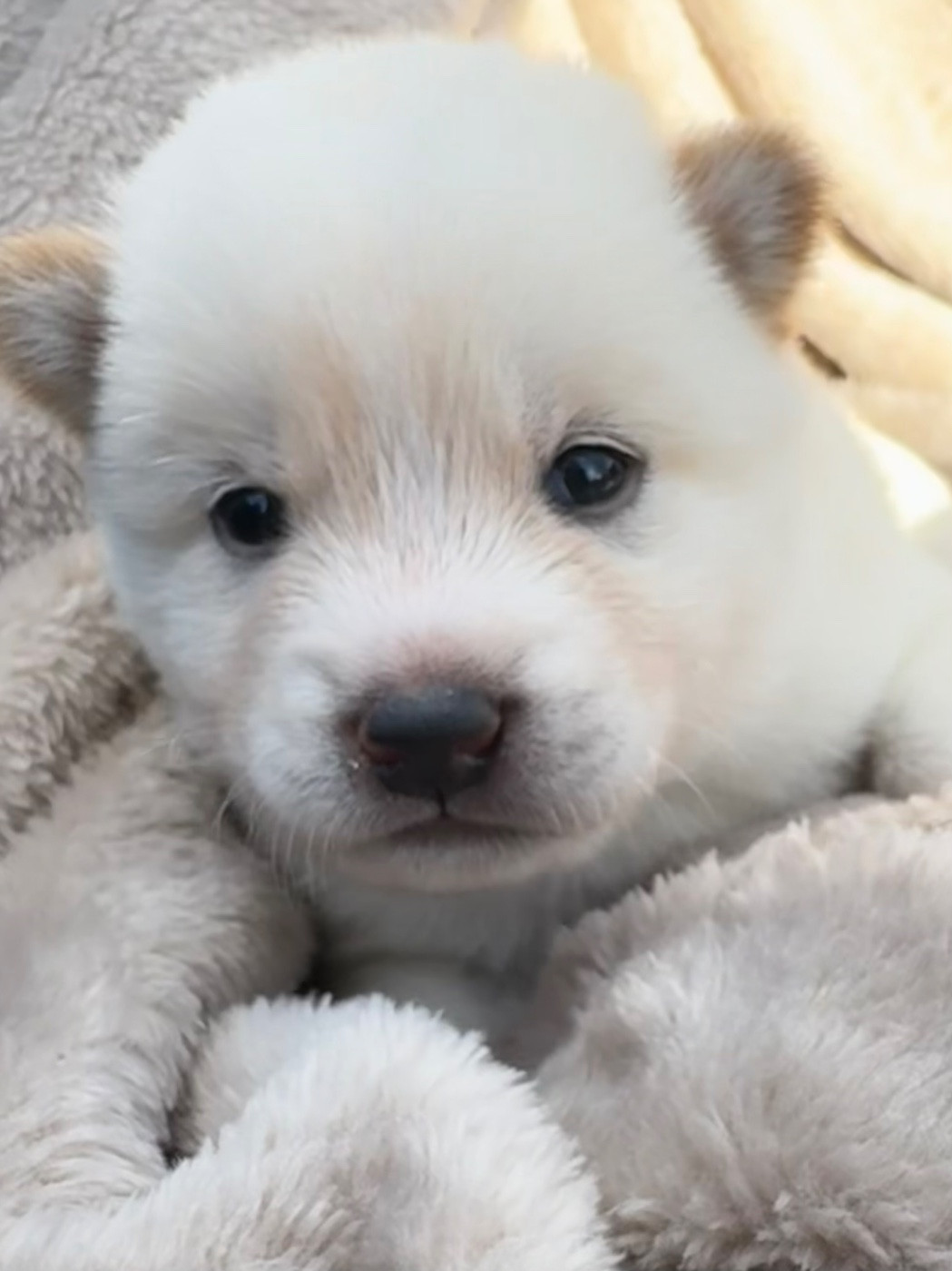 du Crépuscule des Petits Anges - Chiots disponibles - Shiba