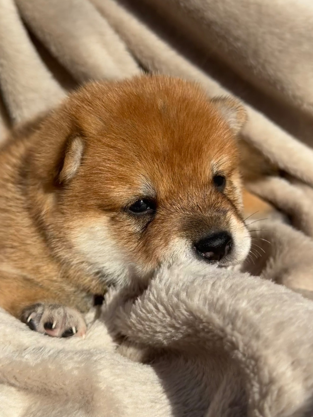 du Crépuscule des Petits Anges - Chiots disponibles - Shiba