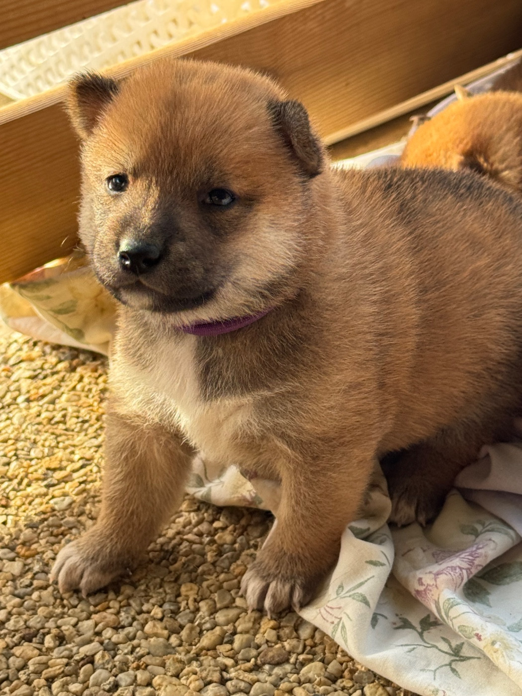 du Crépuscule des Petits Anges - Chiots disponibles - Shiba
