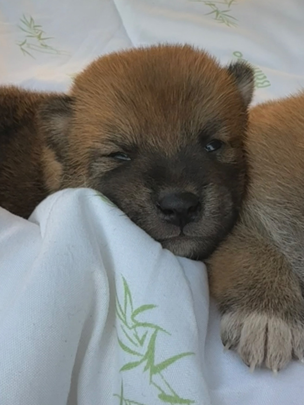 du Crépuscule des Petits Anges - Chiots disponibles - Shiba