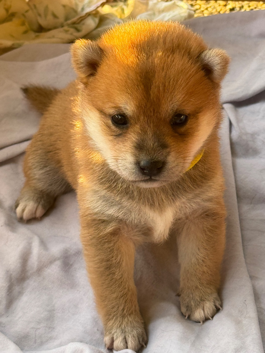 du Crépuscule des Petits Anges - Chiots disponibles - Shiba