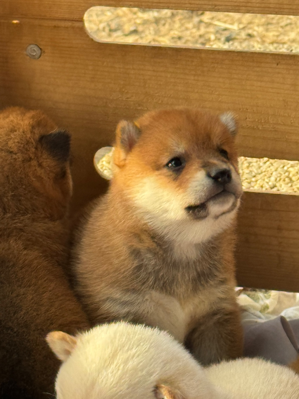 du Crépuscule des Petits Anges - Chiots disponibles - Shiba