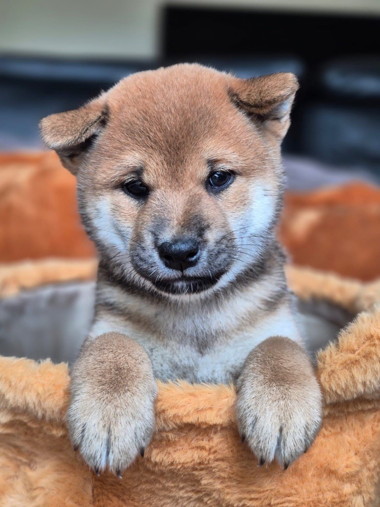 du Crépuscule des Petits Anges - Chiots disponibles - Shiba