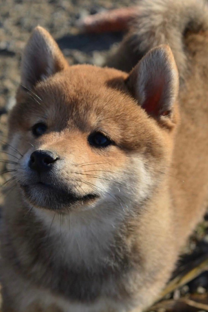 du Crépuscule des Petits Anges - Chiots disponibles - Shiba