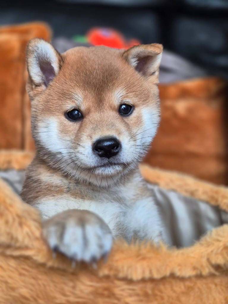 du Crépuscule des Petits Anges - Chiots disponibles - Shiba