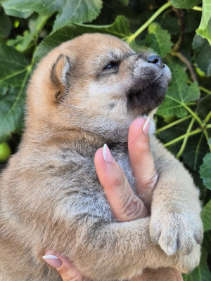 Chiot N°1