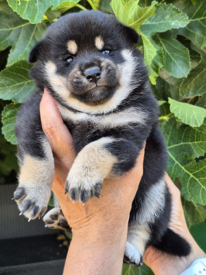 Chiot N°2