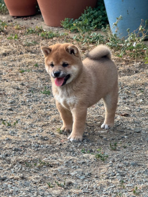 Chiot N°1
