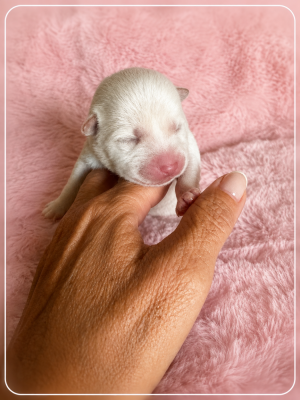 Chiot N°1