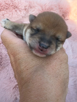 Chiot N°2