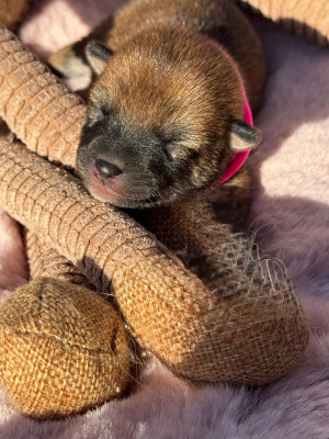 Chiot N°4