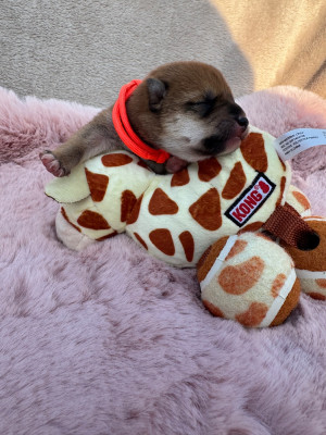 Chiot N°6