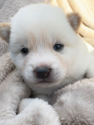 Chiot N°1