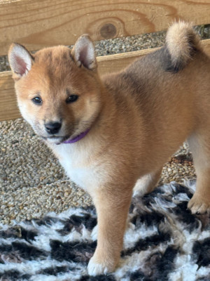 Chiot N°3