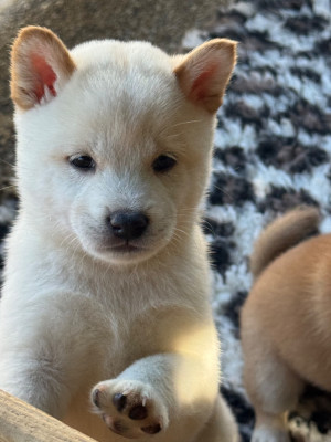 Chiot N°1