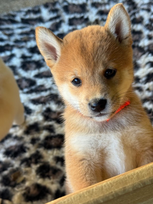 Chiot N°5