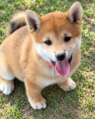 Chiot N°4