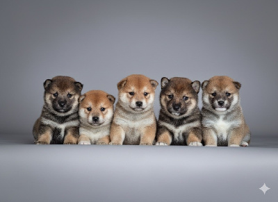 CHIOT 3
