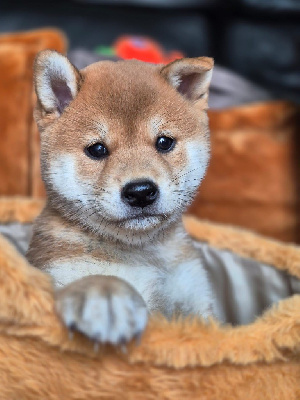 CHIOT 2