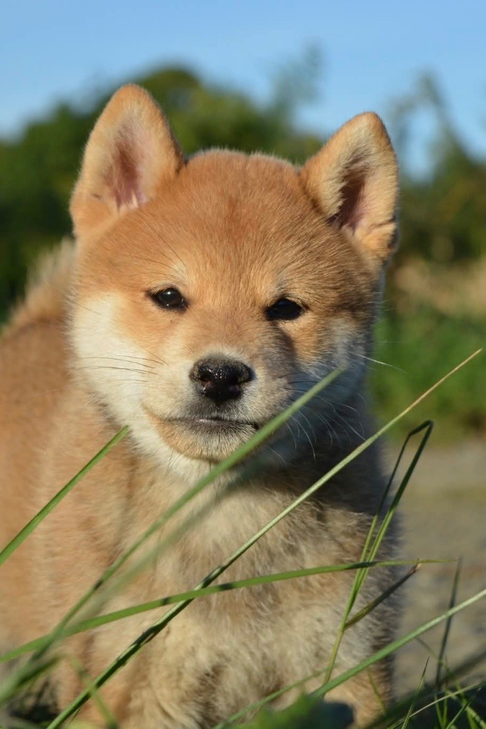 du Crépuscule des Petits Anges - Chiots disponibles - Shiba