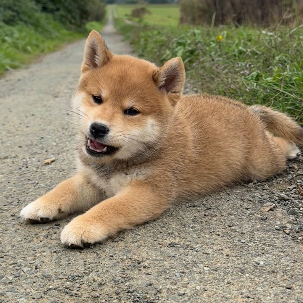 du Crépuscule des Petits Anges - Shiba - Portée née le 30/07/2025