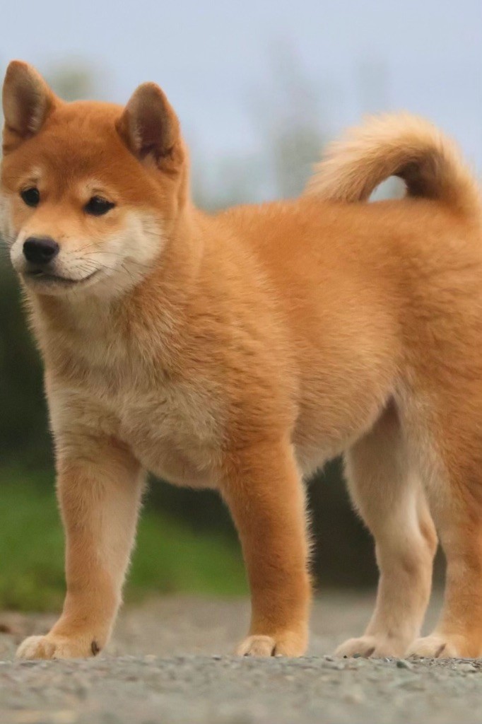 du Crépuscule des Petits Anges - Chiots disponibles - Shiba