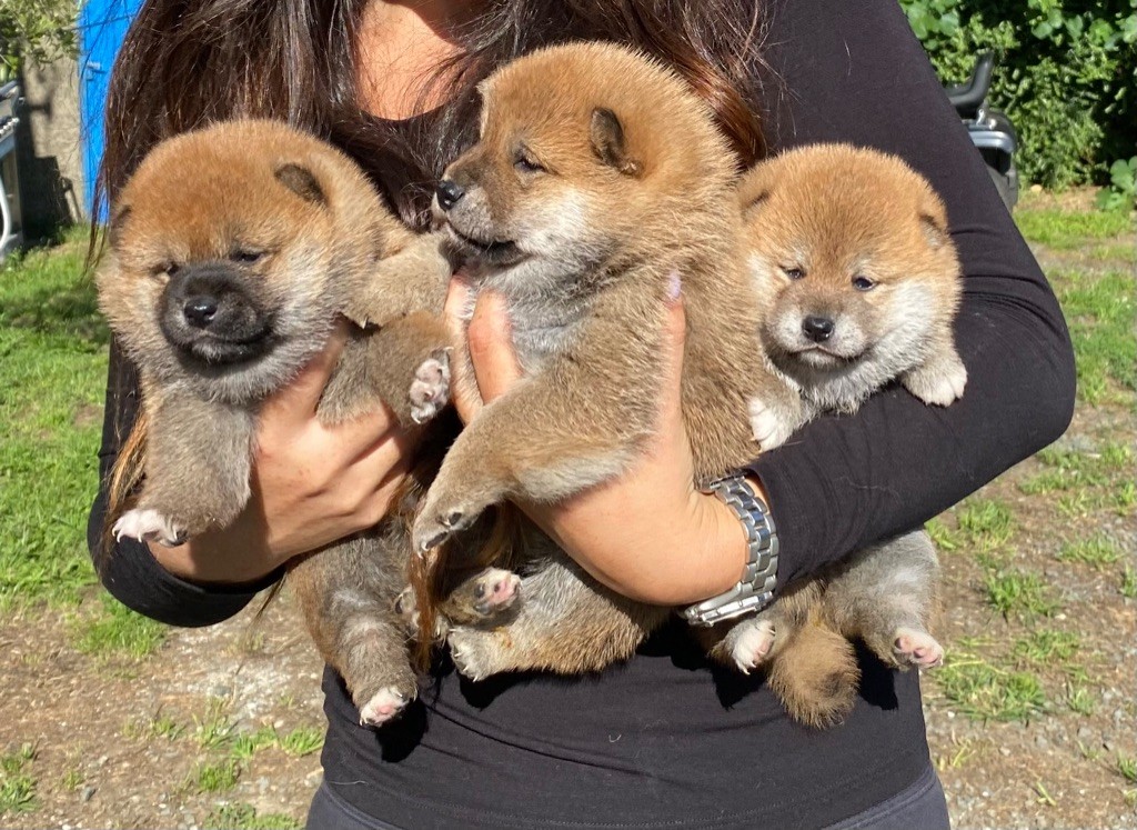 du Crépuscule des Petits Anges - Shiba - Portée née le 03/06/2022